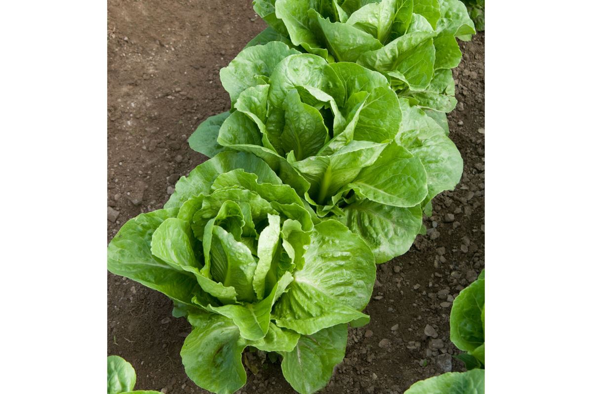Coastal Star – Lettuce Seed